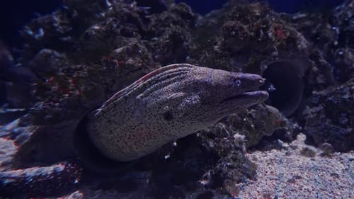 Close Up Colorful Tropical Fish of Different Species Swim Over a Beautiful Reef Covered with Hard