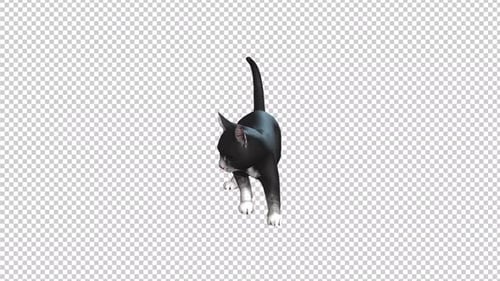 Black Cat Provoke Transparent Background