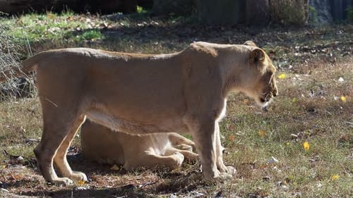 Asiatic lioness. A critically endangered species