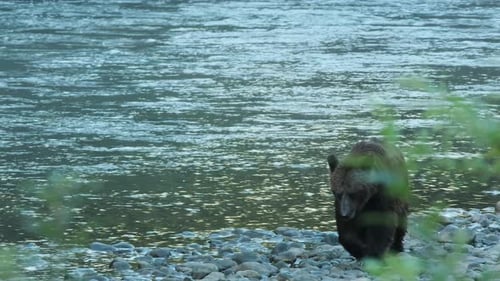 Grizzly bear walks up rocky river bank; defocused leaves in foreground