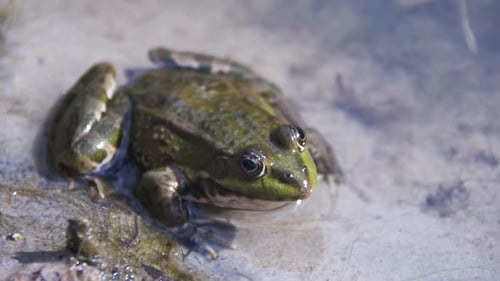 Green Frog Sitting on a River Bank in Water Slow Motion
