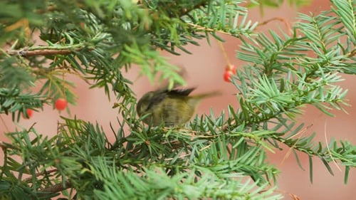 Goldcrest Bird Forages on Spruce Branches Close-up