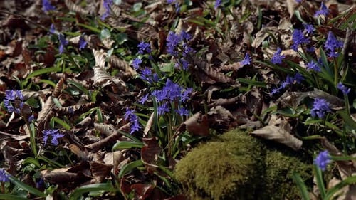 Beautiful purple and blue scillas. Beautiful meadow with spring primroses. Dry fallen leaves.