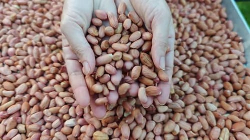 A close-up of hands holding a handful of raw peanuts, surrounded by a pile of unprocessed
