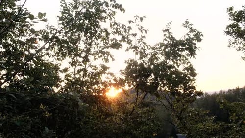 Les feuilles des arbres brillent d'un jaune doré au lever du soleil en Slovénie