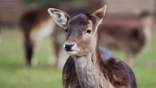 Young Deer Standing in Grassy Field