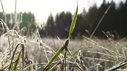 Low angle of wet and icy grass on cold winter's morning. Dolly right shot.