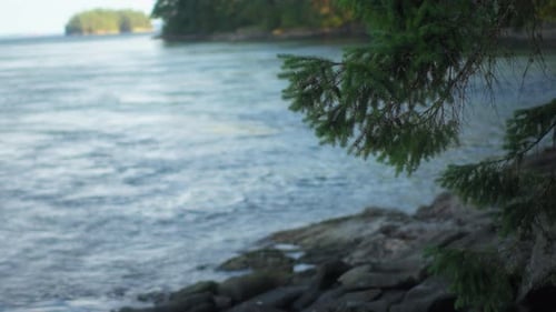 Pine tree branch against the pacific ocean bay background. Natural landscape