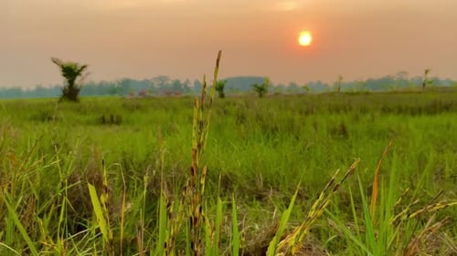 Sunset Over a Green Rice Field