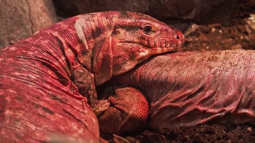 Red Tegu Lizard Coiled on the Ground