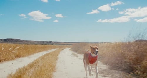 Active Adventure Dog Run Happy on Road in Field