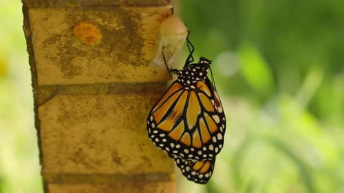 Monarch butterfly and its cocoon