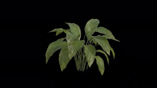 Planta de Spathiphyllum que sopla con el viento. Lirio de la paz con fondo transparente. Animación en bucle