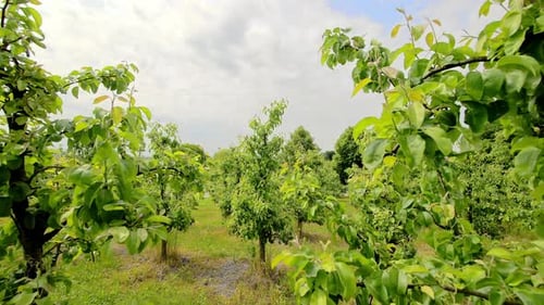 Apple Orchard Young Apple Trees in Early Spring