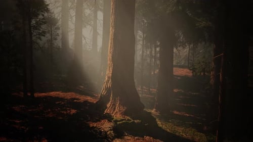 A Dense Forest with Towering Trees