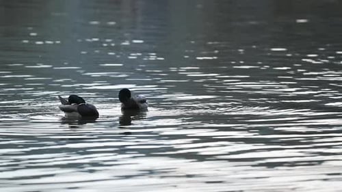 Wild duck or mallard, Anas platyrhynchos swimming in a lake