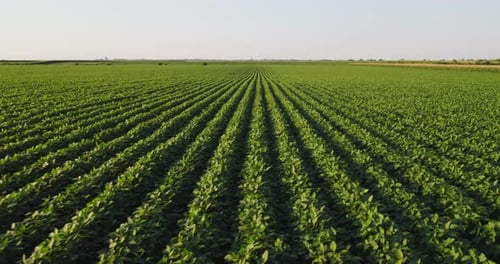 Aerial shot of green soybean crops field at agricultural farm.
