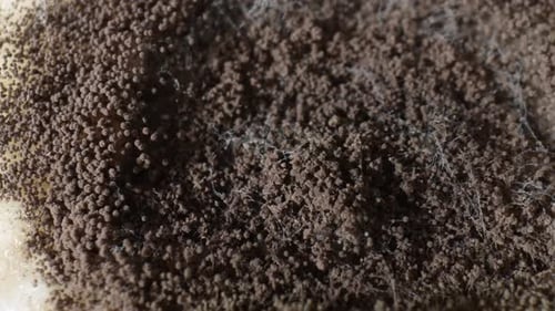A close up of extensive mold and fungus growth on bread.