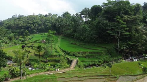 Aerial view of a beautiful rice terrace with some coconut trees.