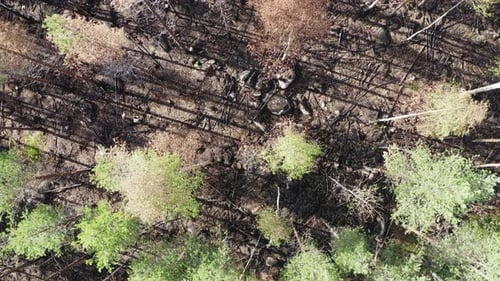 Drone video after coniferous forest fire. Burnt ground and partly burnt trees. Slowly moving birdsey