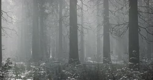 Misty Winter Forest with Tall Trees and Soft Snow Coverage in Quiet Landscape