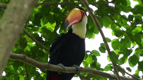 Exotic toco toucan, (ramphastos toco) perched on tree branch under the canopy, cleaning its enormous