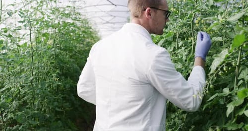 Tablet, plant scientist or man in greenhouse for herbs inspection or eco growth science research