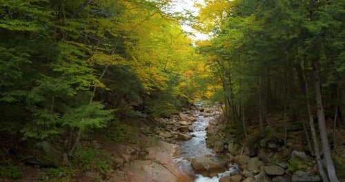 Tranquil waters flowing through rocky woods in franconia notch national forest