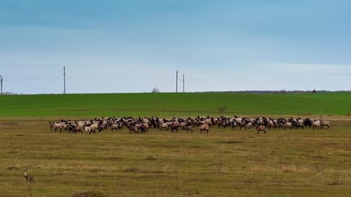 Numerous livestock standing in the field. Sheep aren't eating grass, stand looking ahead.
