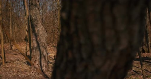 Backpacker Hiker Girl with Hiking Poles Walking Between Trees in a Mountain Forest Hispanic Teenager