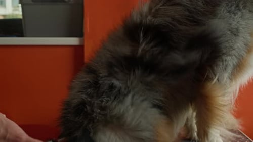 Dog Groomer Drying Fur with Blower