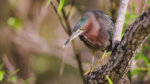 Green Heron Climbing Cypress Tree Branch