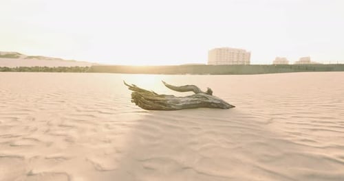 Driftwood Rests on Sunlit Sandy Beach at Dusk Near Urban Area