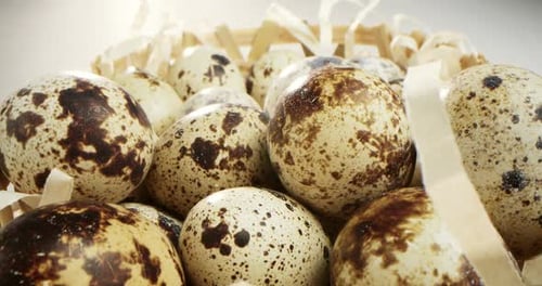 Closeup of Quail Eggs a Rotating