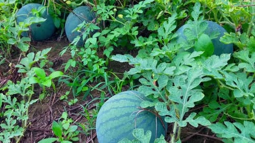 fresh young watermelon fruit on the farm