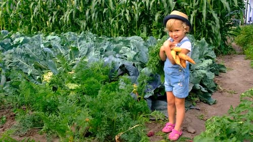 a Child Harvests in the Garden Selective Focus