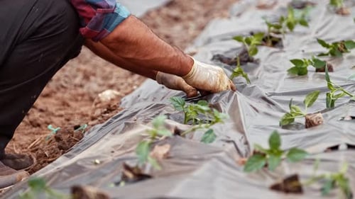 Pepper Seedling Planting