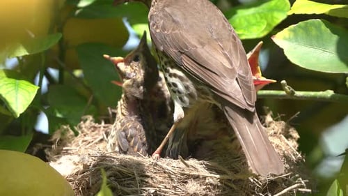Bird Feeds Babies in Lemon Tree Nest