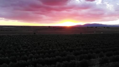 Olive Trees Aerial Shot at Sunset in Spain