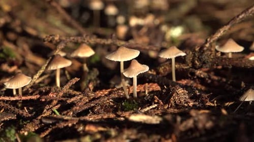 Beautiful autumn mushroom with a small hat on the forest moss
