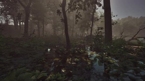 Rays of Light Falling Through the Mist and Trees in the Swamp