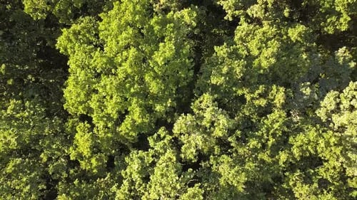 Top Down Aerial View of Green Summer Forest with Many Fresh Trees