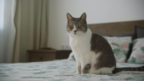 Gray and White Cat Grooming on Bed