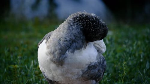 Close up portrait of domestic goose resting on grass in quiet countryside farmyard setting
