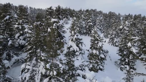 Forest Winter