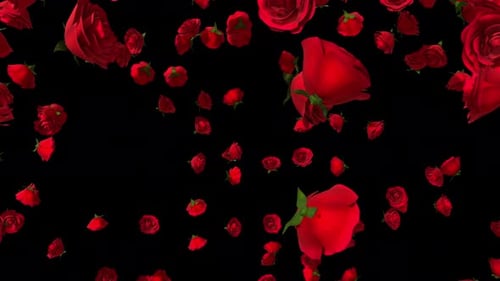 Rose Blast 4k