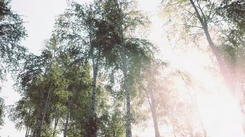 First Spring Greens in Birch Grove