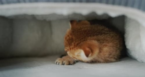 Small Kitten Paws the Air in Pet Bed