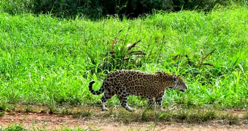 Jaguar walking in the Pantanal.