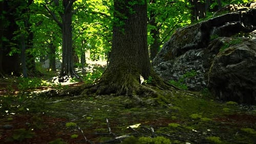 Tree Roots and Sunshine in a Green Forest